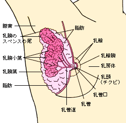 乳房の構造1