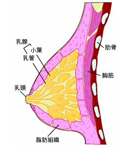 乳房の構造2