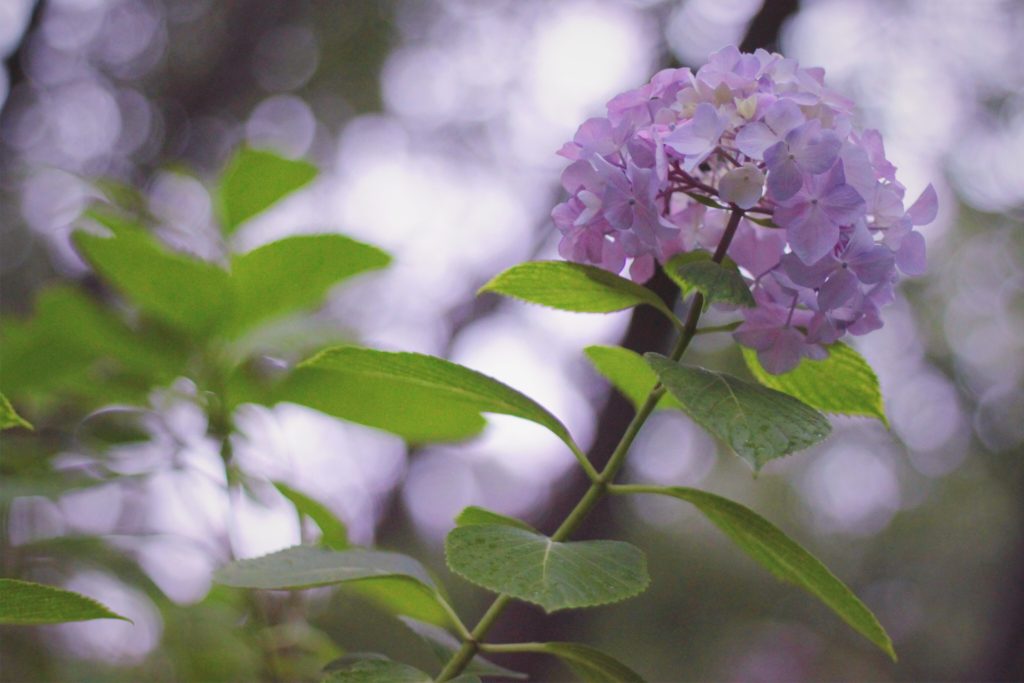 オンライン漢方相談やってます！