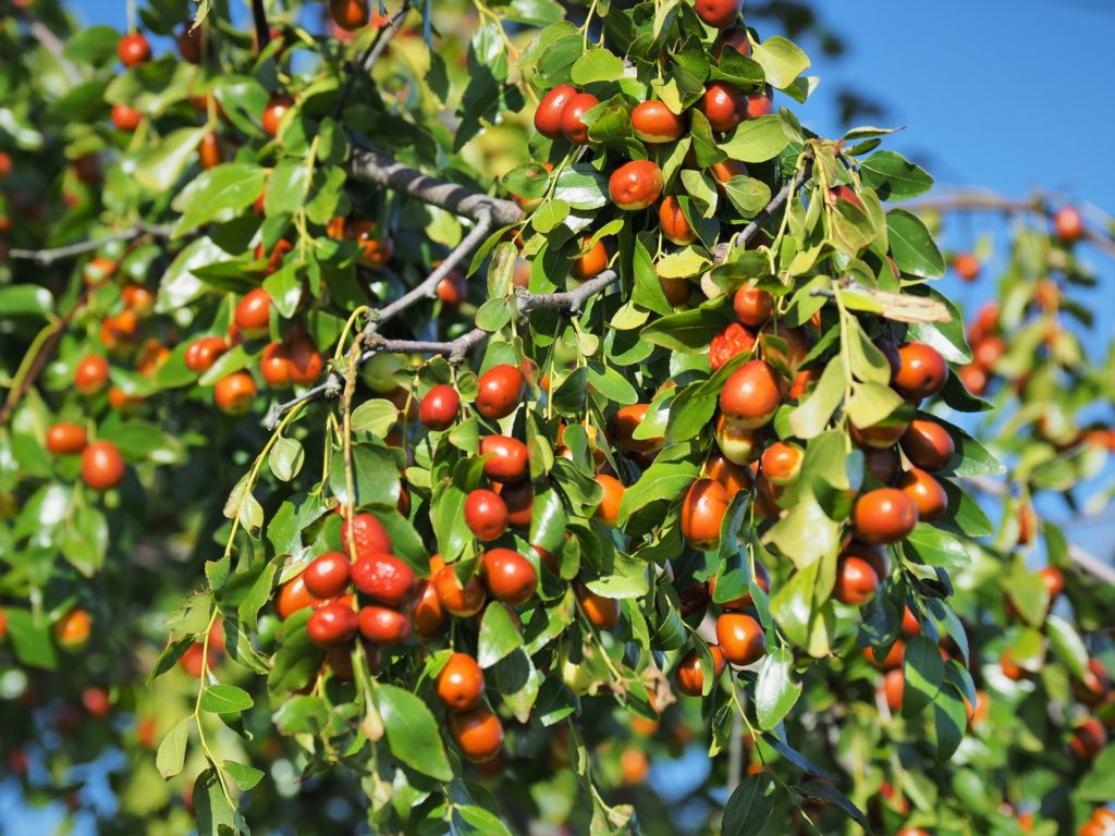 もみじ日和　ステキに薬膳　を開催します！
