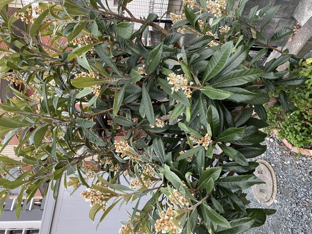 びわの葉について