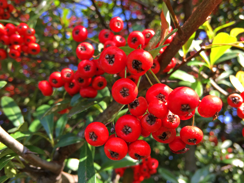 山査子（山査肉さんざにく）について