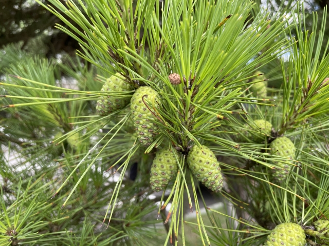 ハーブ界で大注目！松は何が凄い！？
