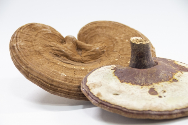 がん治療に健康食品を用いる時の注意