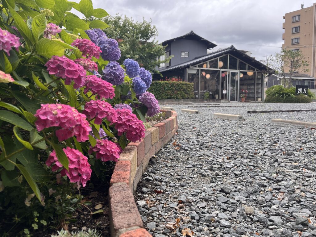 店の紫陽花が見頃を迎えています